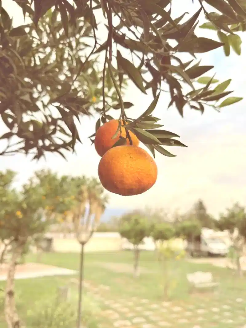 Travel accessories including compass, map and camera on wooden table